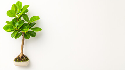 Wall Mural - Small Potted Tree with Green Leaves on White Background