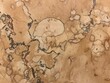 © Iryna - Marble wall with ammonite