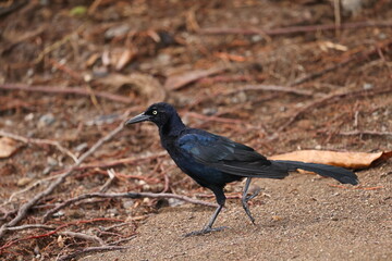 Canvas Print - Great-tailed grackle