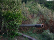 © seeasign - A large military barrel protrudes from dense foliage, camouflaged in the forest, suggesting a hidden artillery or defense setup amid the greenery