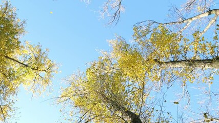 Wall Mural - flying single fall leaf on blue sky between yellow poplar trees, sunny turning autumn background with copy space 