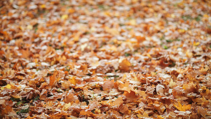 Aufkleber - A large pile of autumn leaves on the ground. The leaves are brown and scattered all over the ground