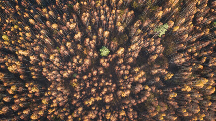 Aufkleber - A autumn forest with many trees and a small tree in the middle. The trees are brown and dying,  top view as background