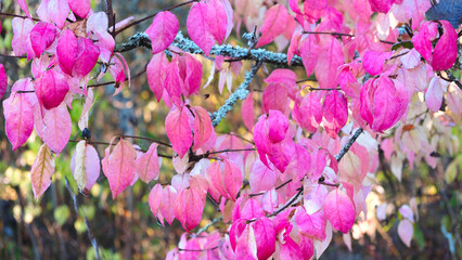 Aufkleber - Pink leaves on a tree branch. The leaves are pink and have a slightly fuzzy appearance. The tree is surrounded by green leaves and branches