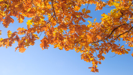 Aufkleber - A tree with yellow leaves is in the sky. The sky is blue and clear