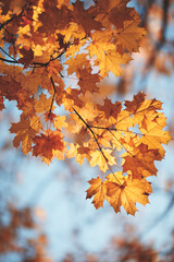 Aufkleber - A tree with yellow leaves is in the sky. The sky is blue and clear