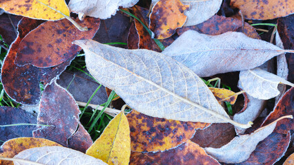 Poster - A pile of autumn leaves with some of them frosted over. The leaves are of different colors and sizes