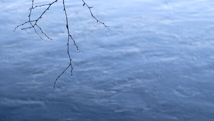 Aufkleber - A branch is floating in the water with a blue sky in the background. The water is calm and the sky is clear