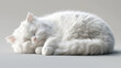© aqib - white cat lying on the floor