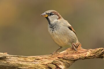 house sparrow passer domesticus bird songbird wildlife nature predator cock o the north, beautiful a