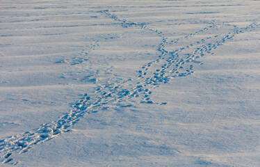 Wall Mural - A snow covered field with tracks in the snow