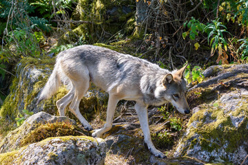  A gray wolf moves cautiously across moss-covered rocks in a vibrant green forest, showcasing its natural behavior in bright daylight