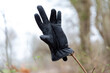 © Ktr - A solitary black leather glove is perched on a branch in a forest, surrounded by soft, muted colors of early spring with a cloudy sky overhead