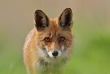 Lis rudy, lis pospolity (Vulpes vulpes)