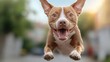 © svastix - A happy dog is captured in mid-leap, with a wide grin and expressive eyes, embodying exuberance and motion against a blurred outdoor background.