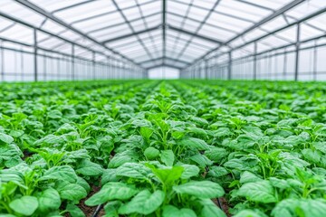 Poster - a robotic arm harvests hydroponic lettuce in a greenhouse using smart farming agriculture technology