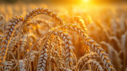 Wall Mural - Close up view of golden wheat stalks in a field at sunset featuring soft warm hues in the background