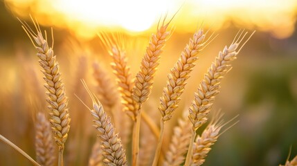 Wall Mural - Close up view of golden wheat stalks in a field at sunset featuring soft warm hues in the background