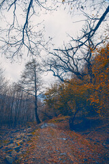 Wall Mural - landscape with beautiful fog in forest on hill or trail through a mysterious winter forest with autu