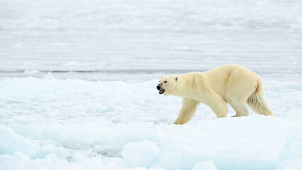 Wall Mural - polar bear (ursus maritimus) on ice and snow, svalbard, norway