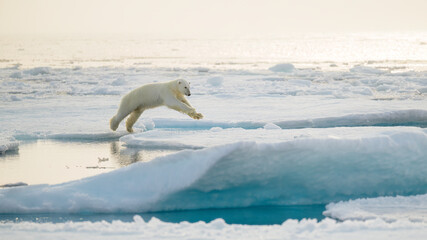 Wall Mural - polar bear (ursus maritimus) on ice and snow, svalbard, norway