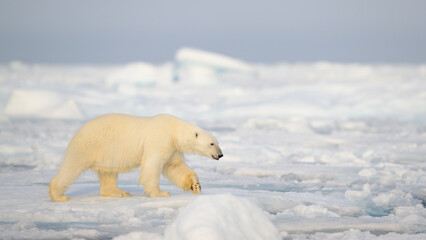 Wall Mural - polar bear (ursus maritimus) on ice and snow, svalbard, norway