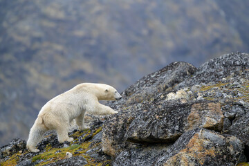 Wall Mural - polar bear (ursus maritimus) on land in summer, svalbard, norway
