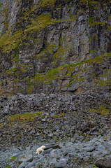 Wall Mural - polar bear (ursus maritimus) on land in summer, svalbard, norway