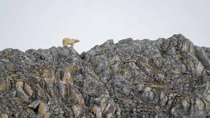 Wall Mural - polar bear (ursus maritimus) on land in summer, svalbard, norway
