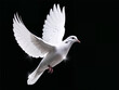 © SKOPUS DRON - A graceful white dove with fully extended wings soars against a stark black background. Symbol of peace, international day of peace.