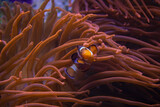 fish in anemone