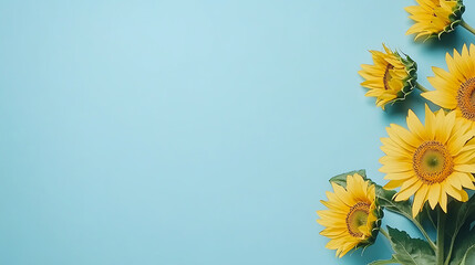 Poster - The sunflowers on the right side of an empty blue background, with a top view banner and copy space area for a summer or spring concept
