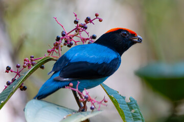 Wall Mural - swallow-tailed manakin