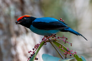 Wall Mural - swallow-tailed manakin