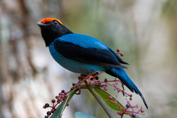Wall Mural - swallow-tailed manakin