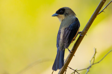 Wall Mural - black-goggled tanager