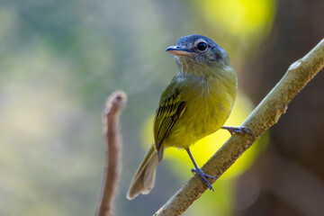 Wall Mural - yellow-olive flycatcher