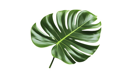 Poster - Vibrant green palm leaf isolated on pure white background tropical foliage cutout illustration