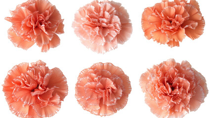Poster - six lovely carnation heads on white background generative ai