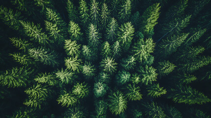 Aufkleber - A thriving forestation project dedicated to capturing CO2, promoting sustainability, and enhancing ESG reporting for businesses committed to environmental responsibility