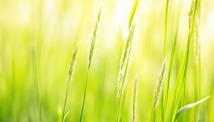 Aufkleber - Close-up of Tall Green Grass Blades with Delicate Seed Heads in a Field