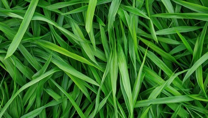 Aufkleber - Lush Green Grass Blades Intertwined