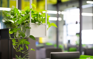 Poster - Young green plants in pots in eco office interior, blurred background, copy space
