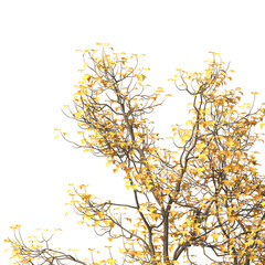 autumn tree branch png. autumn tree branch isolated on transparent background. branch of autumn leav