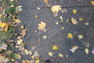 Wall Mural - full frame abstract texture background of naturally scattered maple leaves on a damp concrete sidewa