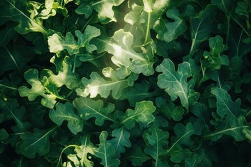 Sticker - Close up view of arugula leaves illuminated by sunlight