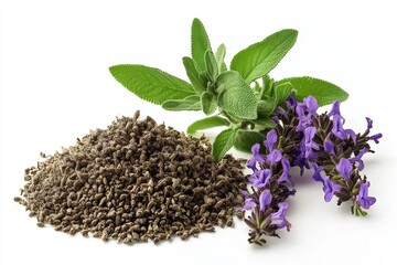 Sticker - Sage Salvia officinalis is a herb used for medicine and seasoning