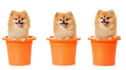 Poster - three cheerful pomeranians enjoying bath time in orange tubs generative ai