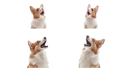 Poster - surprised cats and dogs in delightful portraits generative ai