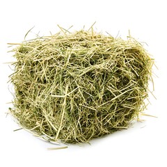 Alfalfa Hay isolated on a with a white background, close up